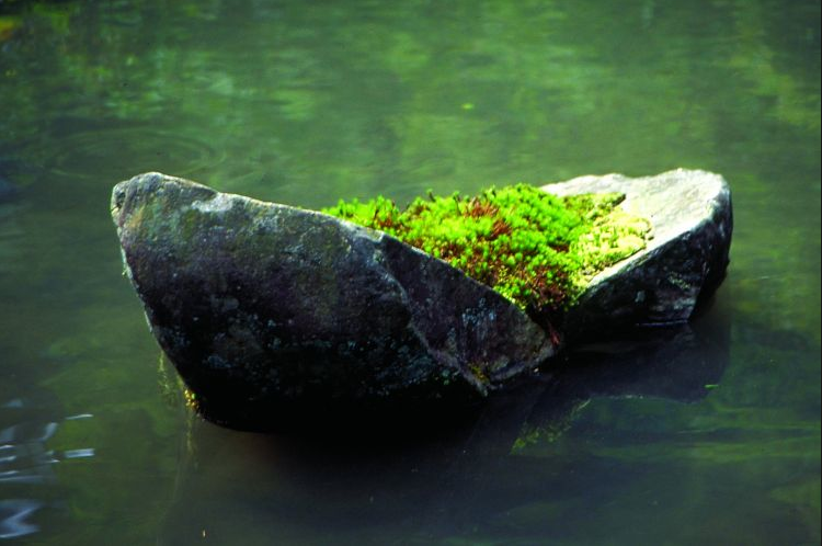 Elemento do Jardim Japones: pedra com plantas